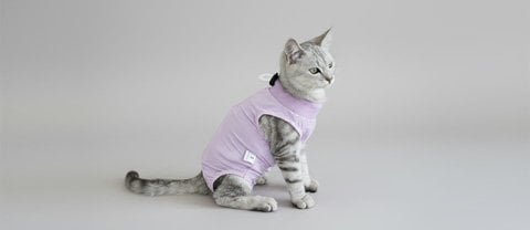 Cat apparel and feline wearables