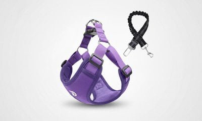 Car safety harness