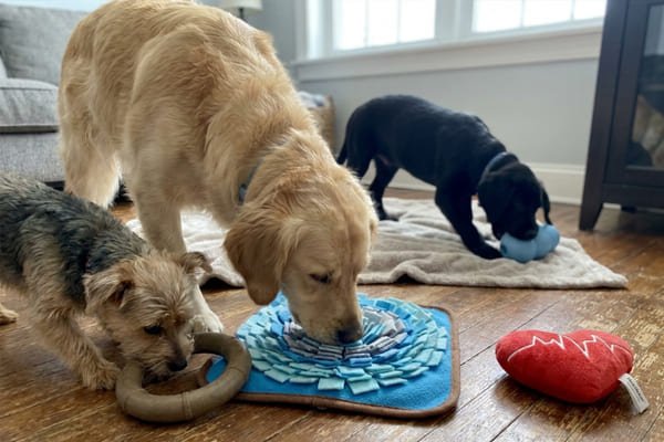 How environment affects anxiety toy selection Usage scenario considerations for dog toys